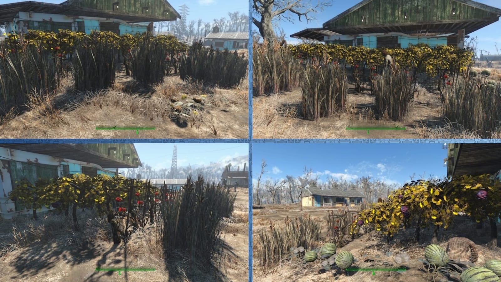Colagem com quatro ângulos de horta em ambiente pós‑apocalíptico: plantas altas, arbustos com frutos vermelhos ou roxos e melões no solo ao lado de casa de telhado verde desgastado. Vegetação seca e estruturas distantes sob céu claro.